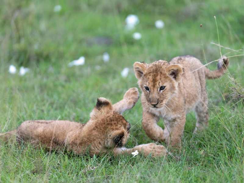 Lake Naivasha Safari – Hells Gate Cycling, Hiking, Rock Climbing, Swimming, Boat Tours, Walking Safaris – Day Trip Tours
